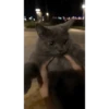Urcatsiena🐈‍⬛ 5