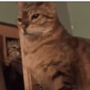 Reacciones gatunas🐱🤪 8