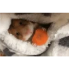 Hamster 🐁🩷🐀 9