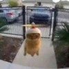 🤌 RANDOM VIRAL 😎 11