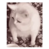 Gatito sacando la lengua 💋😝 6