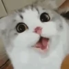 🐱Michitos randoms🐱 11