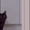 Cat meme 10