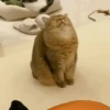 AI QUE SONO... 💤 6