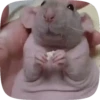 🐭 Ratitas Animadas 🐁 13