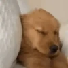 AI QUE SONO... 💤 27