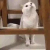 🐱Michitos randoms🐱 6
