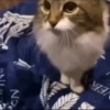 🌈🐈Reaccion Gatos Pal Chat🐈‍⬛🌈 7