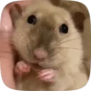 🐭 Ratitas Animadas 🐁 11