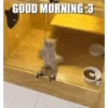 CAT 🩷 5