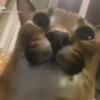 Animados 7