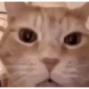 Cat🍀 8