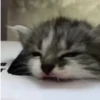 Gatos sin Sentido 2😺🖤 17