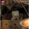 Perritos bailando pal chat 🤣 10