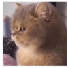 Gato Tiktok Reacciones 😽😜 5