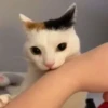 🌈🐈Reaccion Gatos Pal Chat🐈‍⬛🌈 15