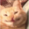Cat🍀 6
