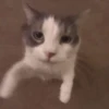 Gif lucu kocak 14