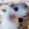Cute Cat's 🐱🐾❤️ 6