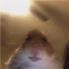 Hamster 🐁🩷🐀 10