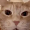 🐈‍⬛🐱🧶 GATOS | CATS 4 🧶🐱🐈‍⬛ 17