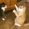 Animais Engraçados | Memes 🐾 17