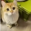 Reacciones gatunas🐱🤪 21