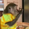 Más Monkys 🐵🐵🐵🐵 5