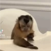 Monitos 8