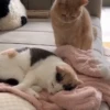Cats and dogs 22