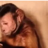 Monitos bonitos 5❤️🐵✨ 11