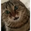 Gatinhos little cats 20