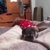 Cats and dogs 25