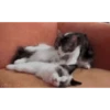 Gatitos - Amor 💕 7