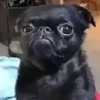 Animais Engraçados | Memes 🐾 14