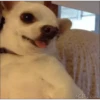 Cachorro Gif 11