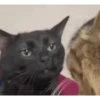 Cat meme 6