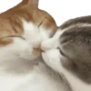 🐱🐾🐈 GATOS 🐈🐾🐱 10