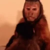 Monitos bonitos 5❤️🐵✨ 5