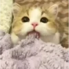 Gatos sin Sentido 2😺🖤 8