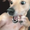 🐶 PERRITOS VIRALES 🐶 6