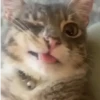 Gatinhos 9