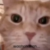 Kucing random 2 ✨🐈😼 12