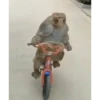 Monkey 12