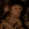 Reações de macaquinhos 🤣 16