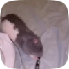 🐭 Ratitas Animadas 🐁 15