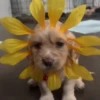 Entrega de flores amarillas 🌻 22