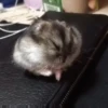 Hámster🐹⭐ 16