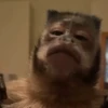 Monkeys 🤎🐵 10