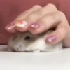 Hámster🐹⭐ 5